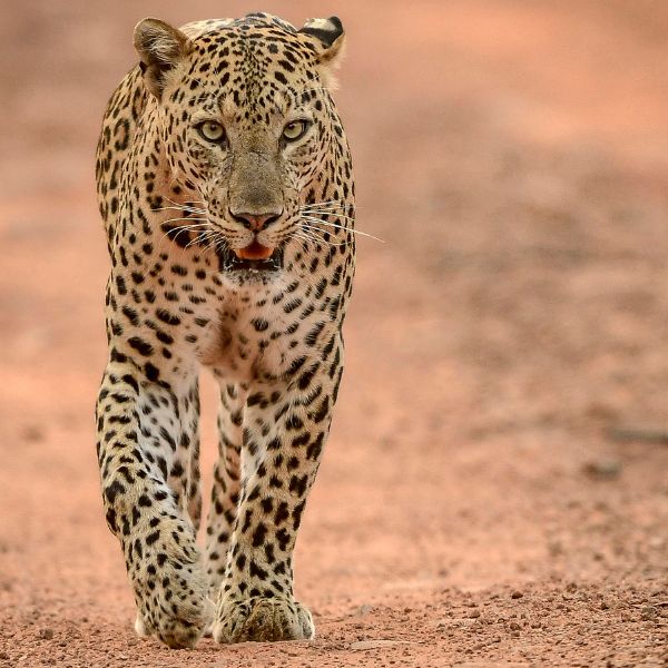 Leopard safari yala, from Villa Tanderra Tangalle Sri Lanka