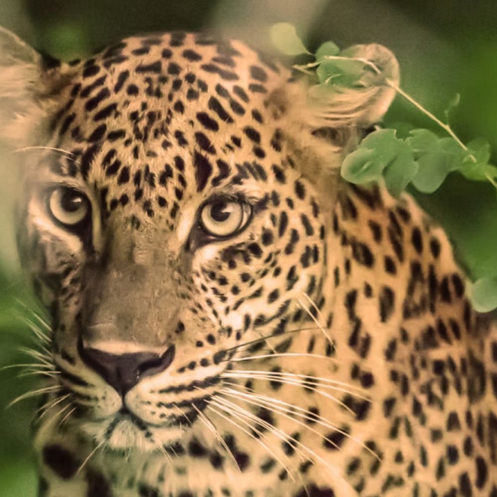 Kumana Leopard Safaris, Places to visit from Villa Tanderra Tangalle Sri Lanka