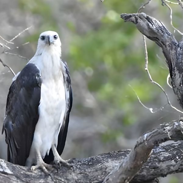 Birding safaris at Kumana Sri Lanka from Villa Tanderra. 