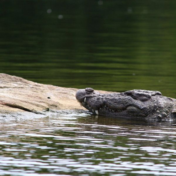 Jeep safaris at Udawalawe during your stay at Villa Tanderra Tangalle Sri Lanka