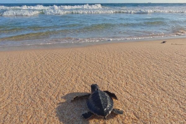 Turtle watching at Rekawa Beach from Villa Tanderra Tangalle Sri Lanka