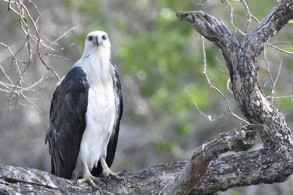 Birding safaris to Kumana National park from Villa Tanderra Tangalle Sri Lanka